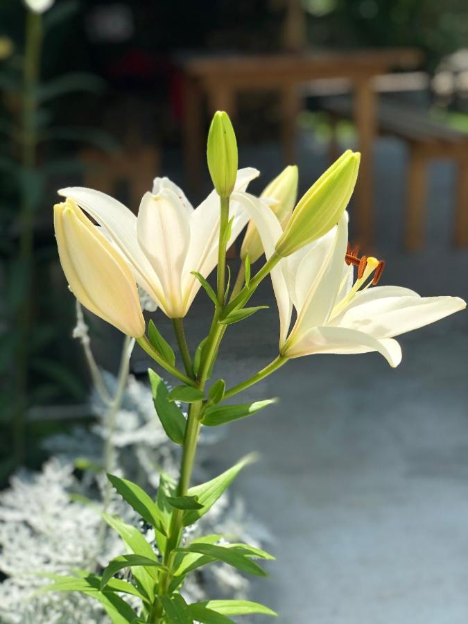 ,,Anna'S" Guesthouse K'vemo Alvani 外观 照片