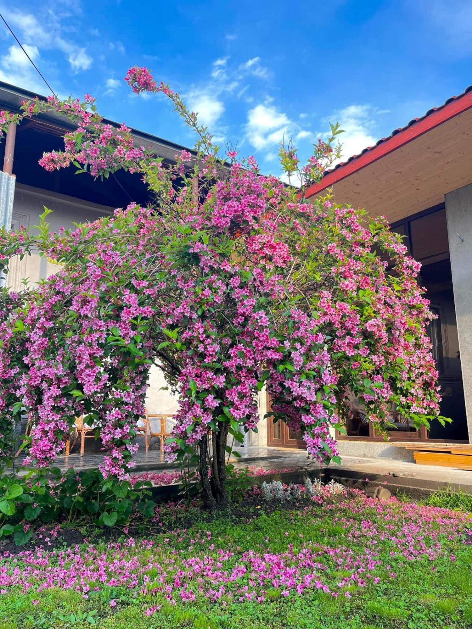 ,,Anna'S" Guesthouse K'vemo Alvani 外观 照片
